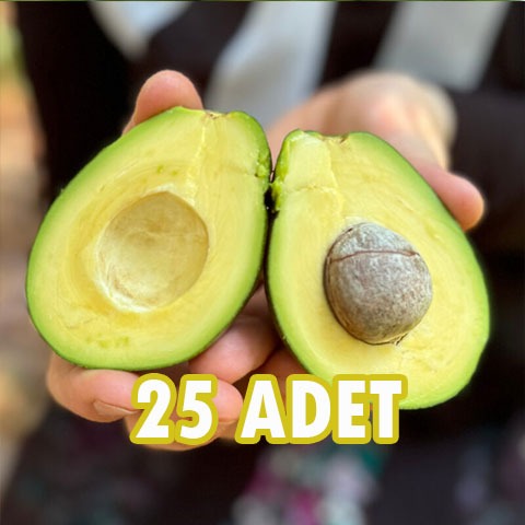 Erkenci (Clifton) cins iri boy avokado