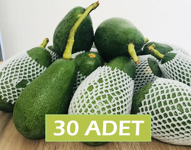 AVOKADO 30 ADET