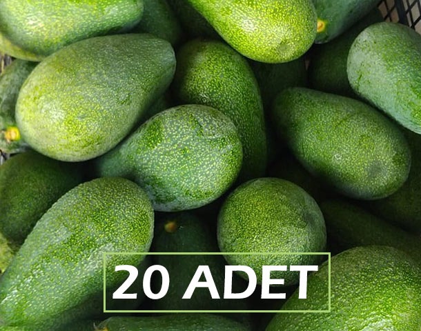 AVOKADO 20 ADET