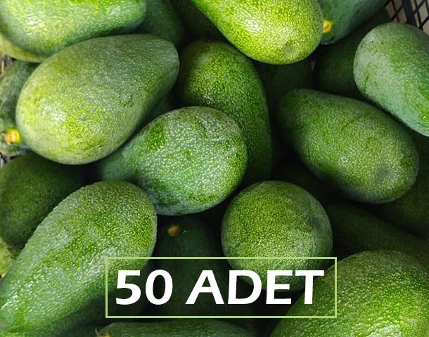 AVOKADO 50 ADET