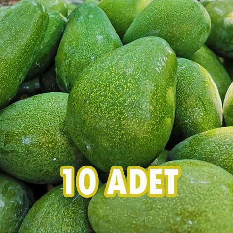 #10 Erkenci(clifton) iri boy Avokado