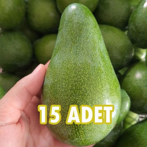 #50 Erkenci (Clifton) cins iri boy Avokado