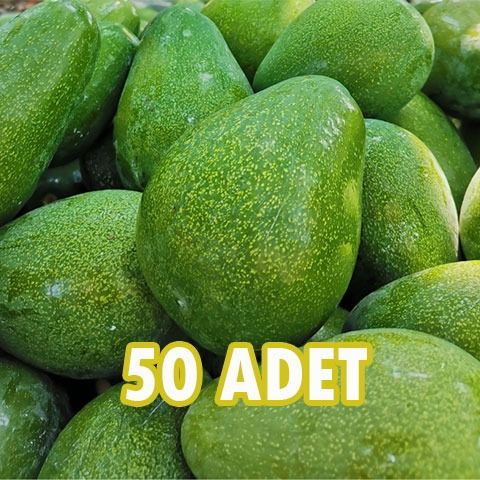 #40 Erkenci (Clifton) cins iri boy Avokado