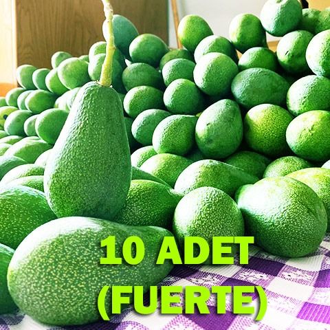 #10 FUERTE cins iri boy Avokado